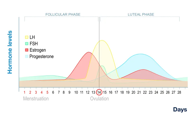 menstrual cycle hormone levels graph