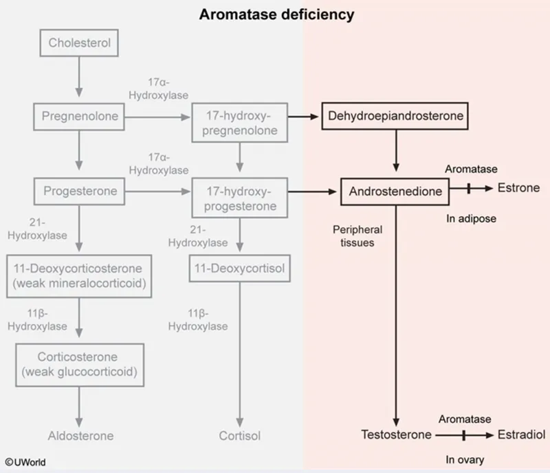 androgen synthesis pathway diagram