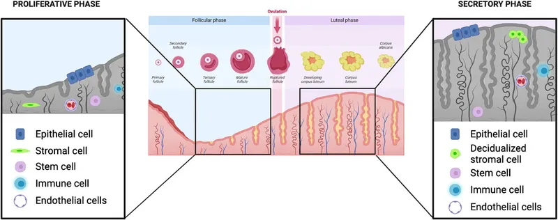 Cross-sectional histology of endometrium showing functional and basal layers