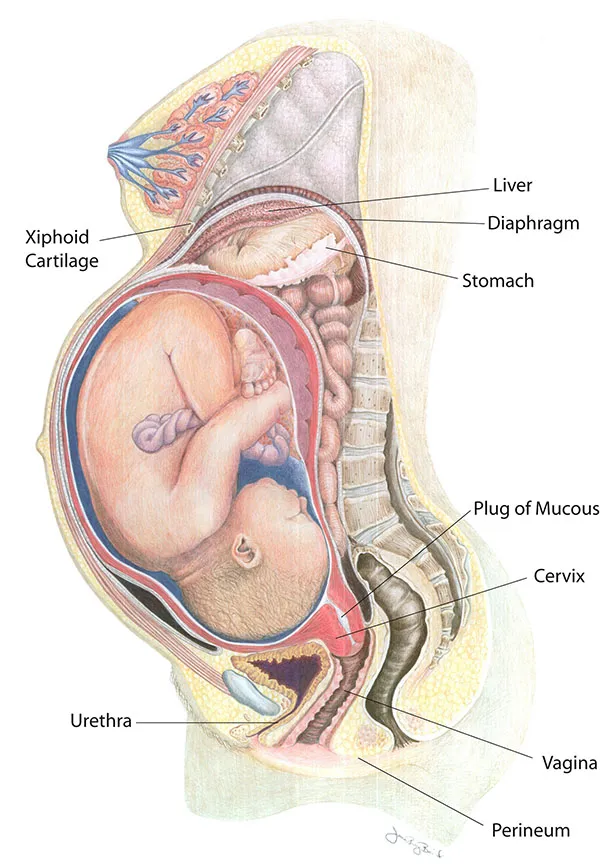 Anatomical diagram showing maternal organ displacement during pregnancy