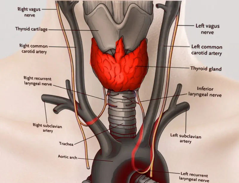 Laryngeal muscles and recurrent laryngeal nerve anatomy