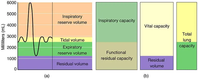 Lung volume and capacity measurements spirometry graph