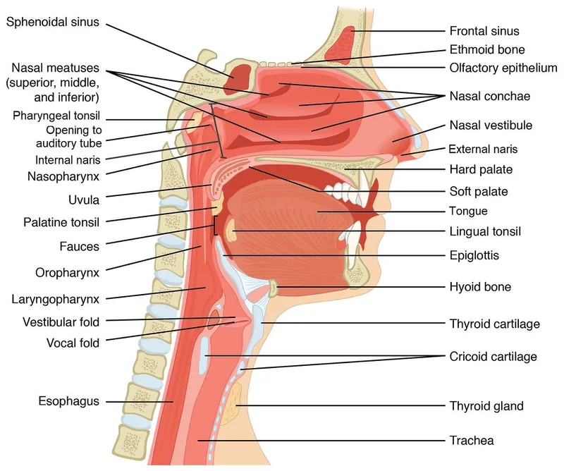 Detailed sagittal cross-section of upper respiratory tract anatomy