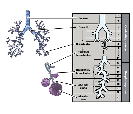 Detailed anatomy of trachea and main bronchi with branching pattern