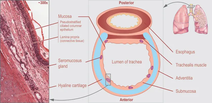 Cross-sectional view of tracheal cartilage rings and posterior membrane