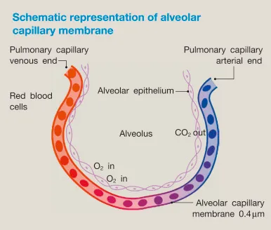 alveolar capillary membrane structure