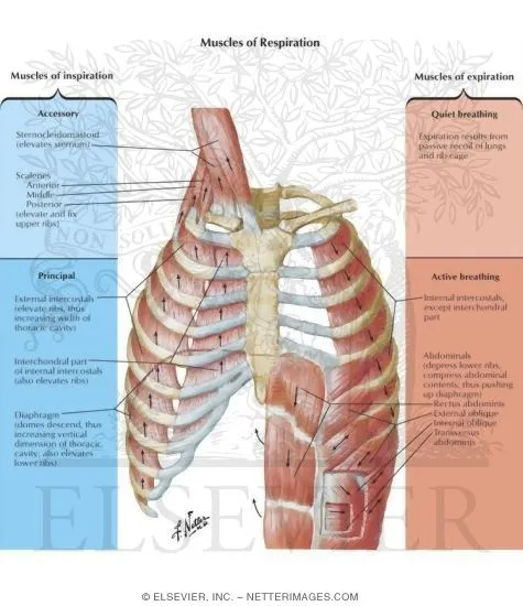 respiratory muscle anatomy diagram