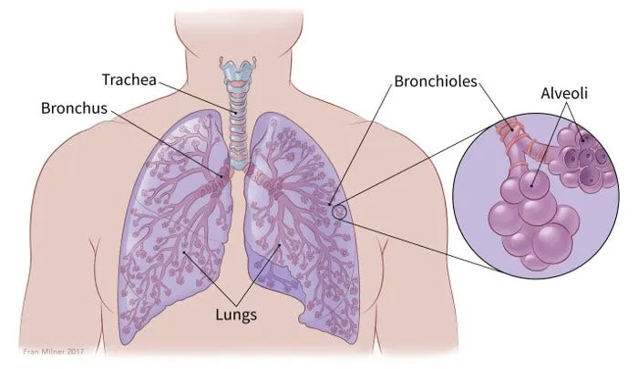 respiratory system anatomy diagram