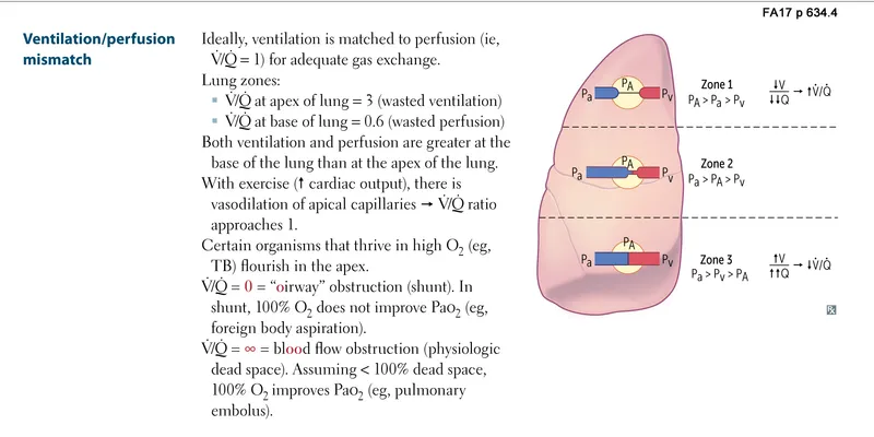 ventilation perfusion matching diagram