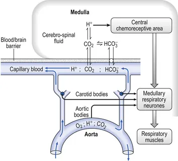 Anatomical diagram of carotid body chemoreceptors and central chemoreceptors