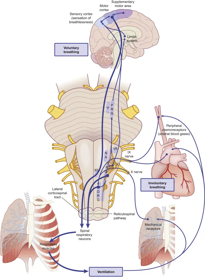 Complex diagram showing integration of all respiratory control systems