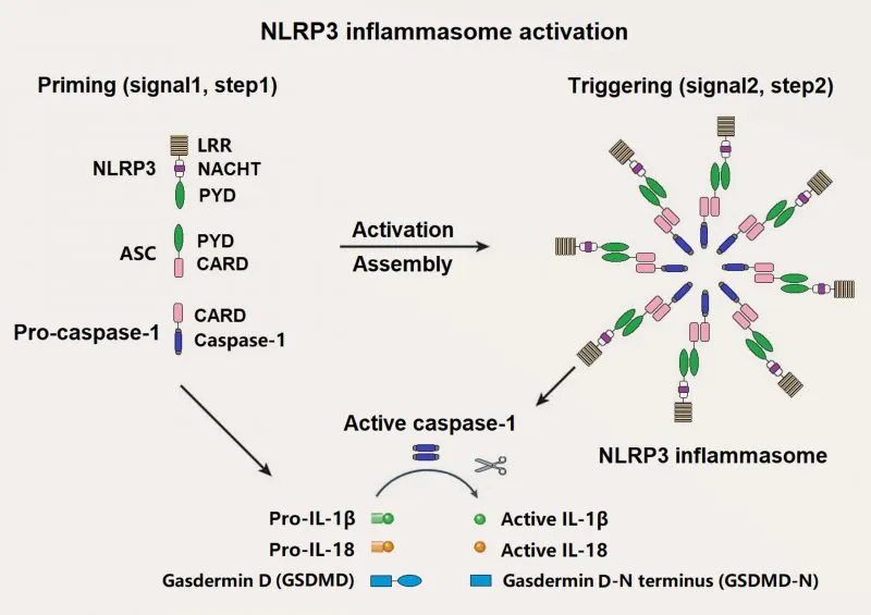 Inflammasome activation pathway showing two-signal requirement