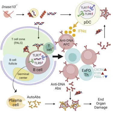 Interferon signaling pathway diagram showing lupus pathogenesis mechanisms
