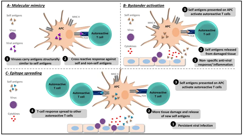 Comparison diagram showing molecular mimicry between pathogen and self-antigens