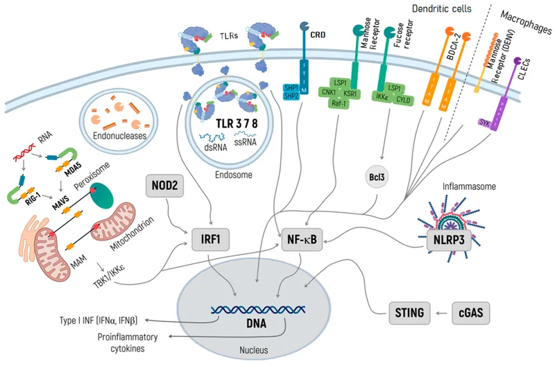 Comprehensive diagram of pattern recognition receptors and their ligands