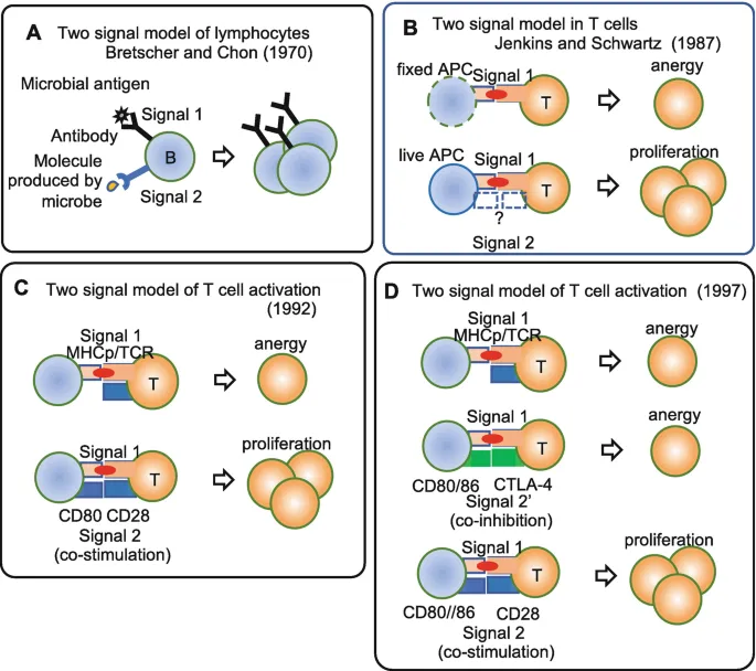 T cell activation diagram showing dual signal requirement and costimulatory pathways