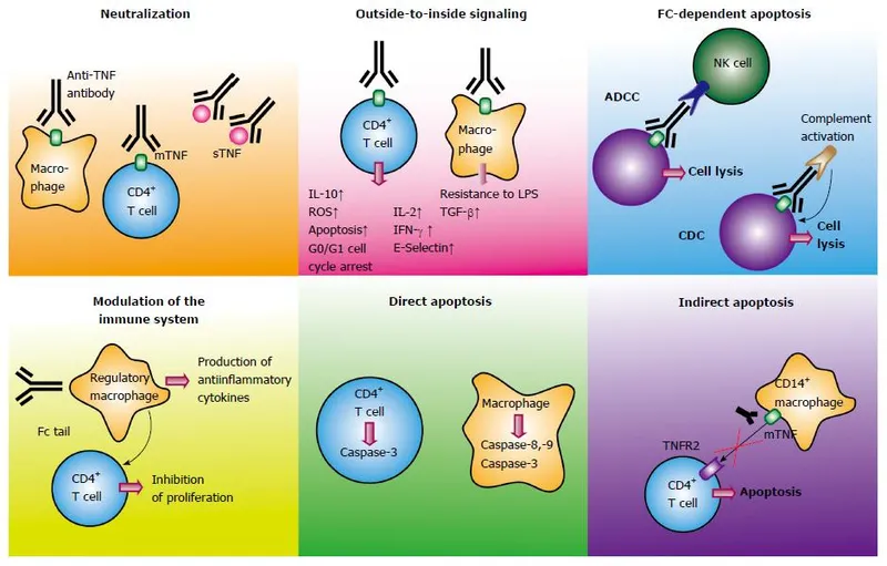Comprehensive diagram of targeted therapies in rheumatology showing mechanism of action