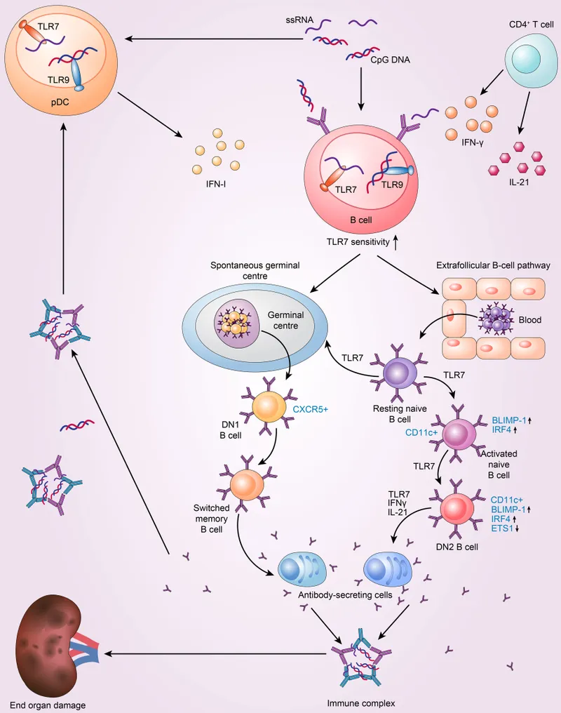 Detailed mechanism of TLR7/9 signaling in lupus pathogenesis