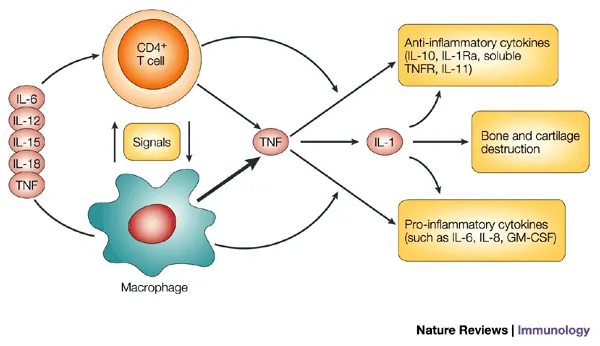 Detailed diagram of TNF-alpha signaling pathways and downstream effects