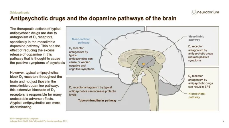 Dopamine pathway diagram showing mesolimbic and mesocortical circuits