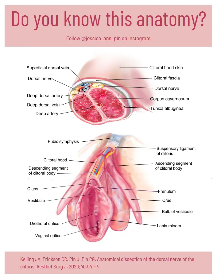 Cross-sectional anatomy of clitoral erectile tissue and innervation