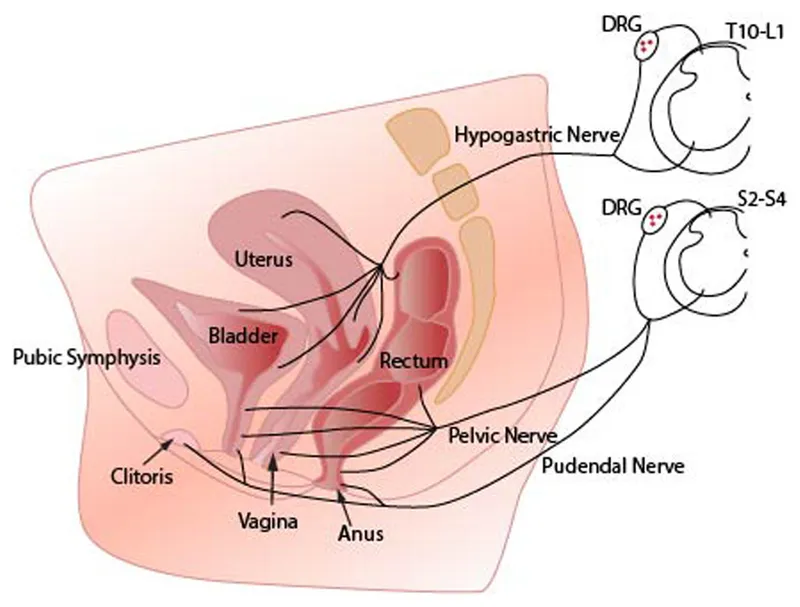 Anatomical diagram showing female pelvic innervation and vascular supply