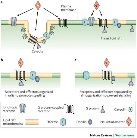 Molecular scaffolding proteins organizing signaling complexes in cellular microdomains
