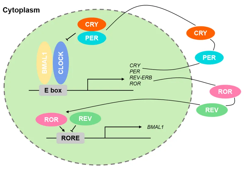 Circadian clock signaling network showing molecular oscillators and tissue coordination