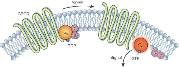 Detailed molecular structure of G-protein coupled receptor showing seven transmembrane domains