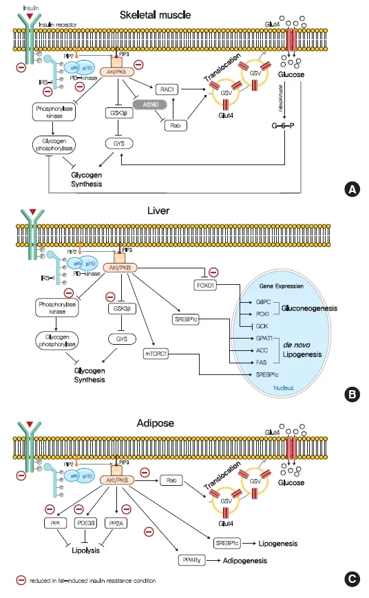 Insulin signaling pathway showing receptor tyrosine kinase activation and downstream effects