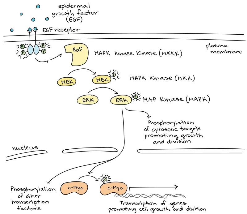 Comprehensive overview of major signal transduction pathways in human cells