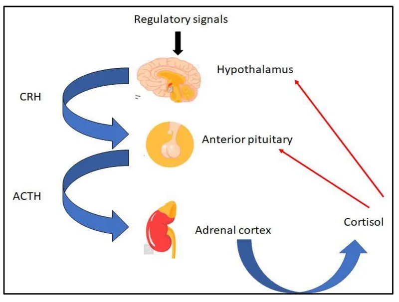 Hypothalamic-pituitary-adrenal axis diagram showing stress hormone cascade