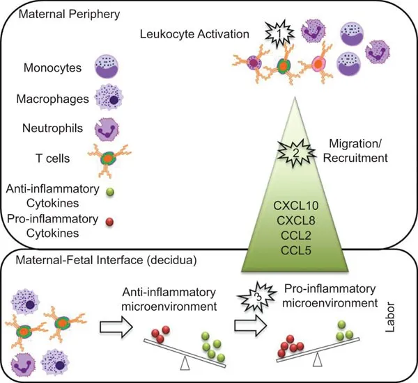 Immune system changes during labor and delivery