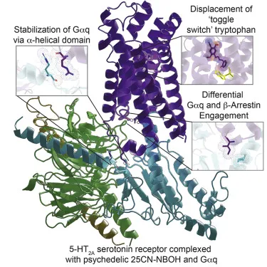 serotonin receptor