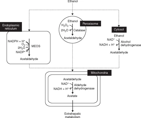 alcohol metabolism
