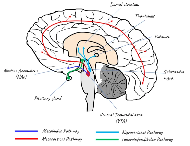 Detailed brain diagram showing VTA nucleus accumbens dopamine pathway