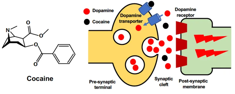 stimulant mechanism