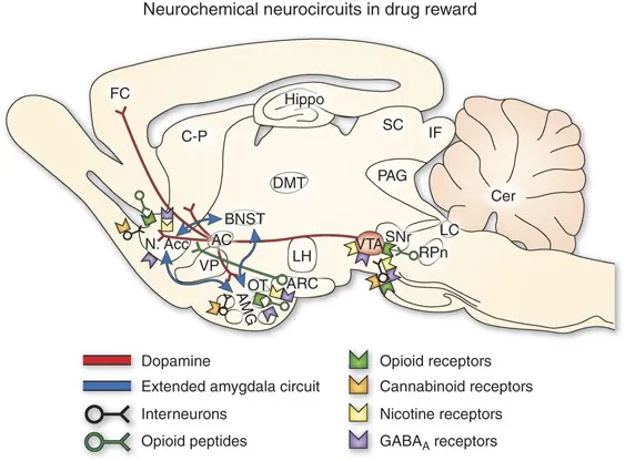 brain reward pathway