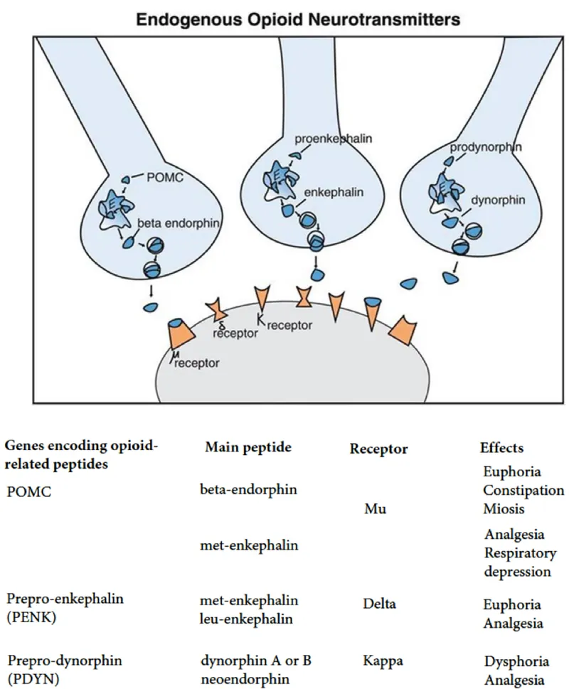 opioid receptors