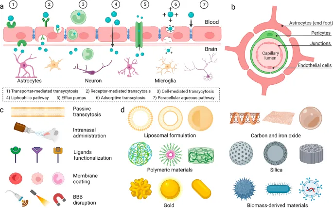 Blood-brain barrier anatomy and drug penetration mechanisms