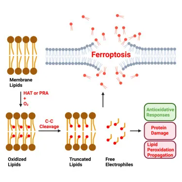 Molecular diagram showing free radical damage to cellular membranes and proteins