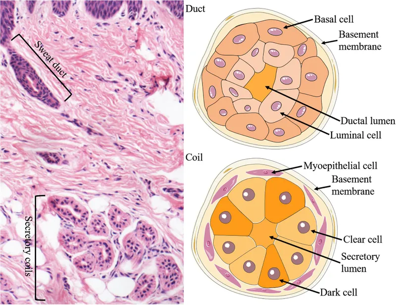 Microscopic anatomy of eccrine sweat gland showing secretory and ductal portions