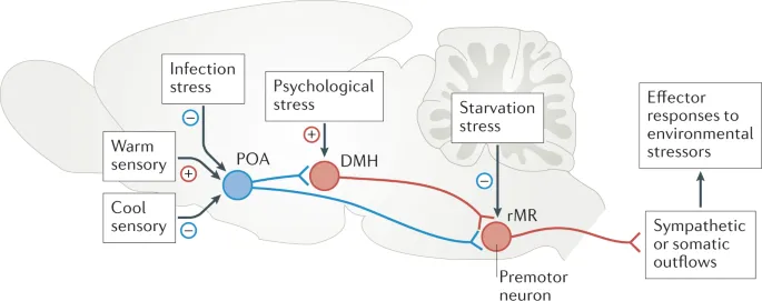 Sagittal brain section showing hypothalamic nuclei and thermoregulatory pathways