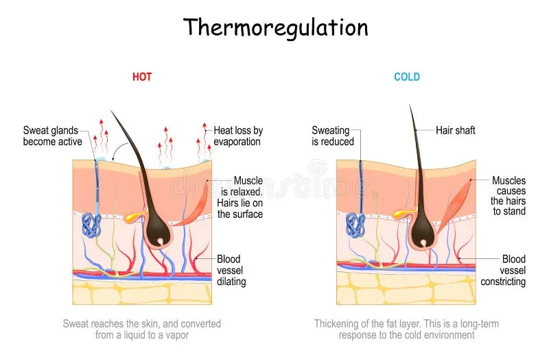 Cross-sectional diagram of skin showing blood vessels, sweat glands, and heat transfer mechanisms