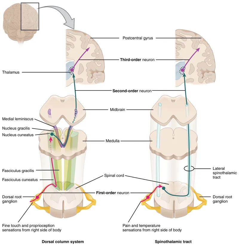 Diagram showing peripheral and central thermoreceptor distribution and neural pathways
