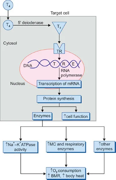 Diagram showing thyroid hormone effects on cellular metabolism and heat production