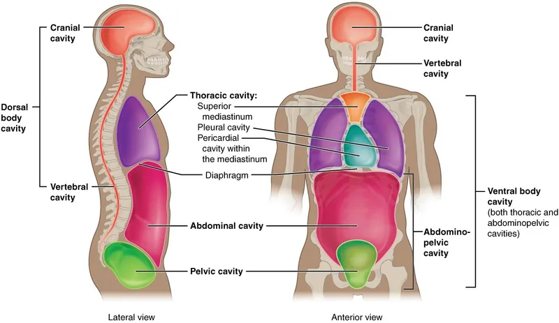 Sagittal cross-section showing thoracic and abdominal cavity organization