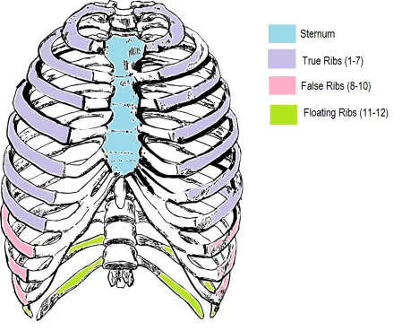 3D anatomical model of thoracic cage with rib classifications