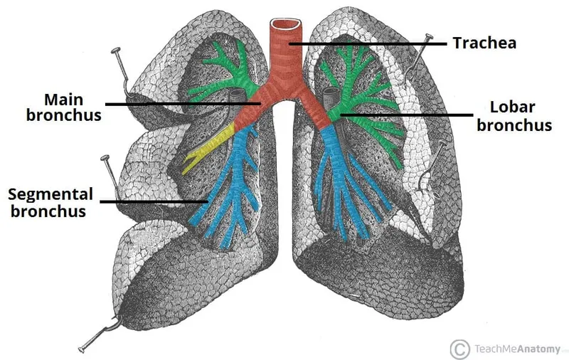 Detailed bronchial tree anatomy showing segmental bronchi and lobar divisions