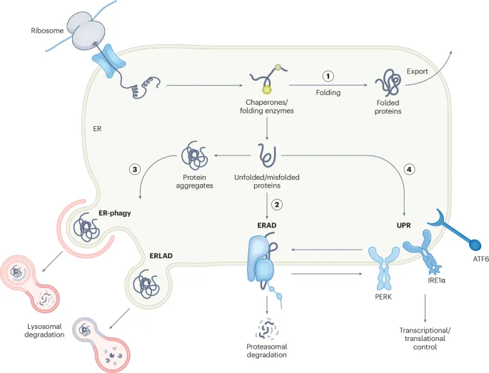Protein folding pathway showing chaperones and quality control mechanisms